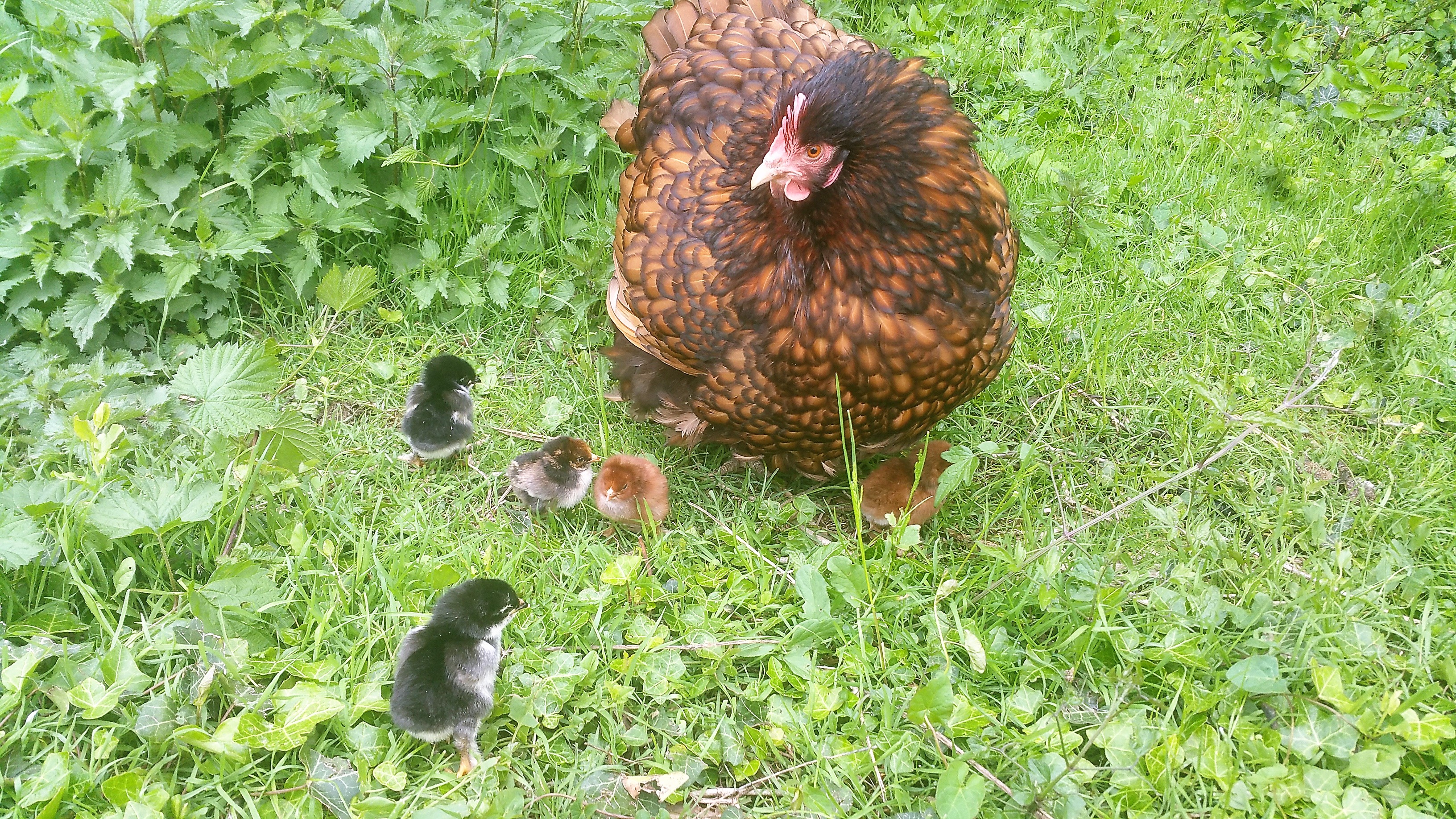 Description de la ferme Les Vergers de La Galine