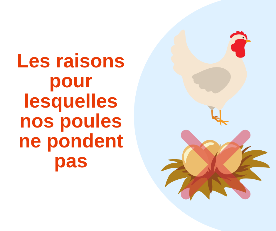 Pourquoi Mes Poules Ne Pondent Pas Les raisons pour lesquelles vos poules ne pondent pas - Les Vergers de