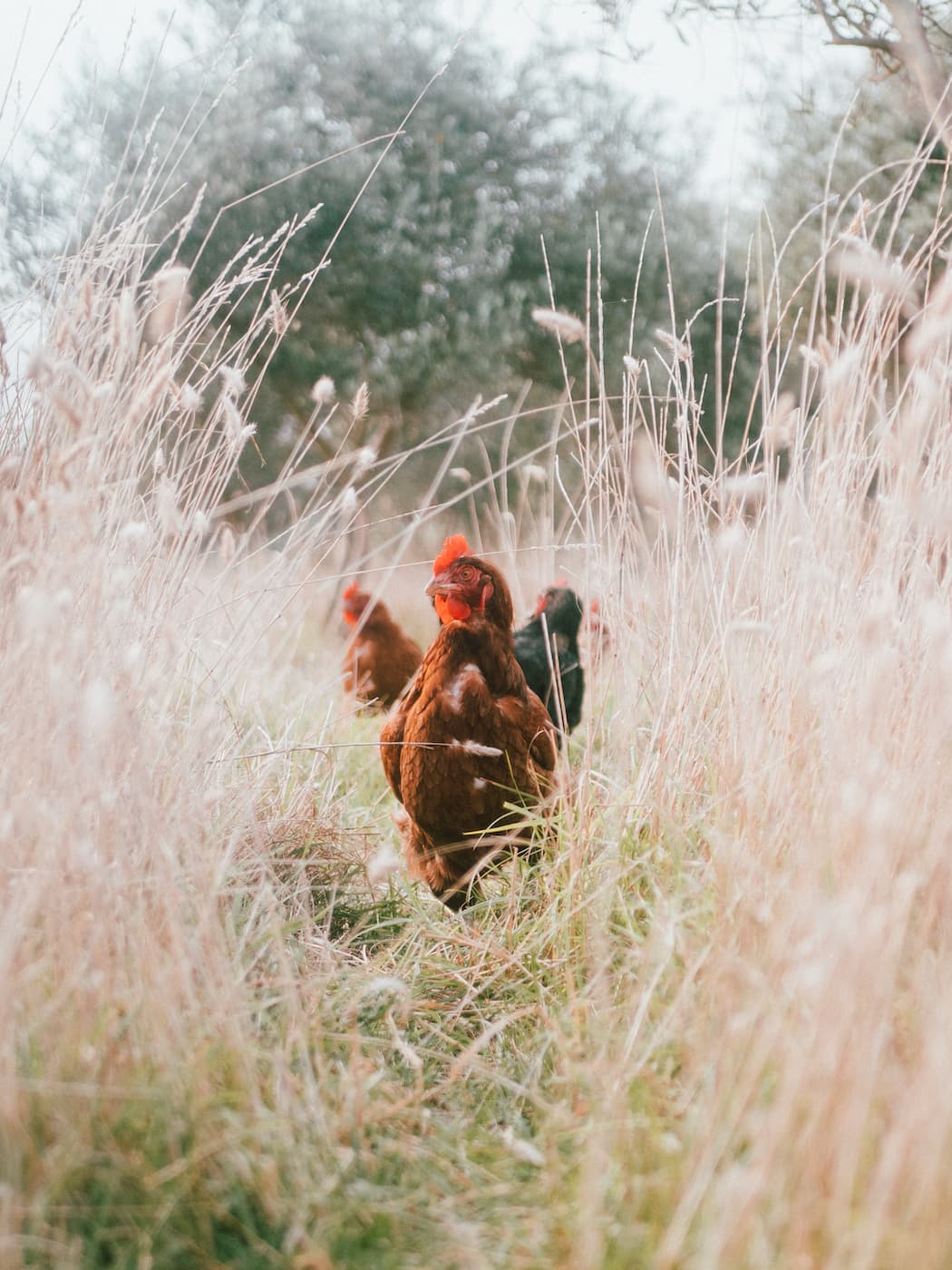 Des poules en liberté? Pas vraiment.