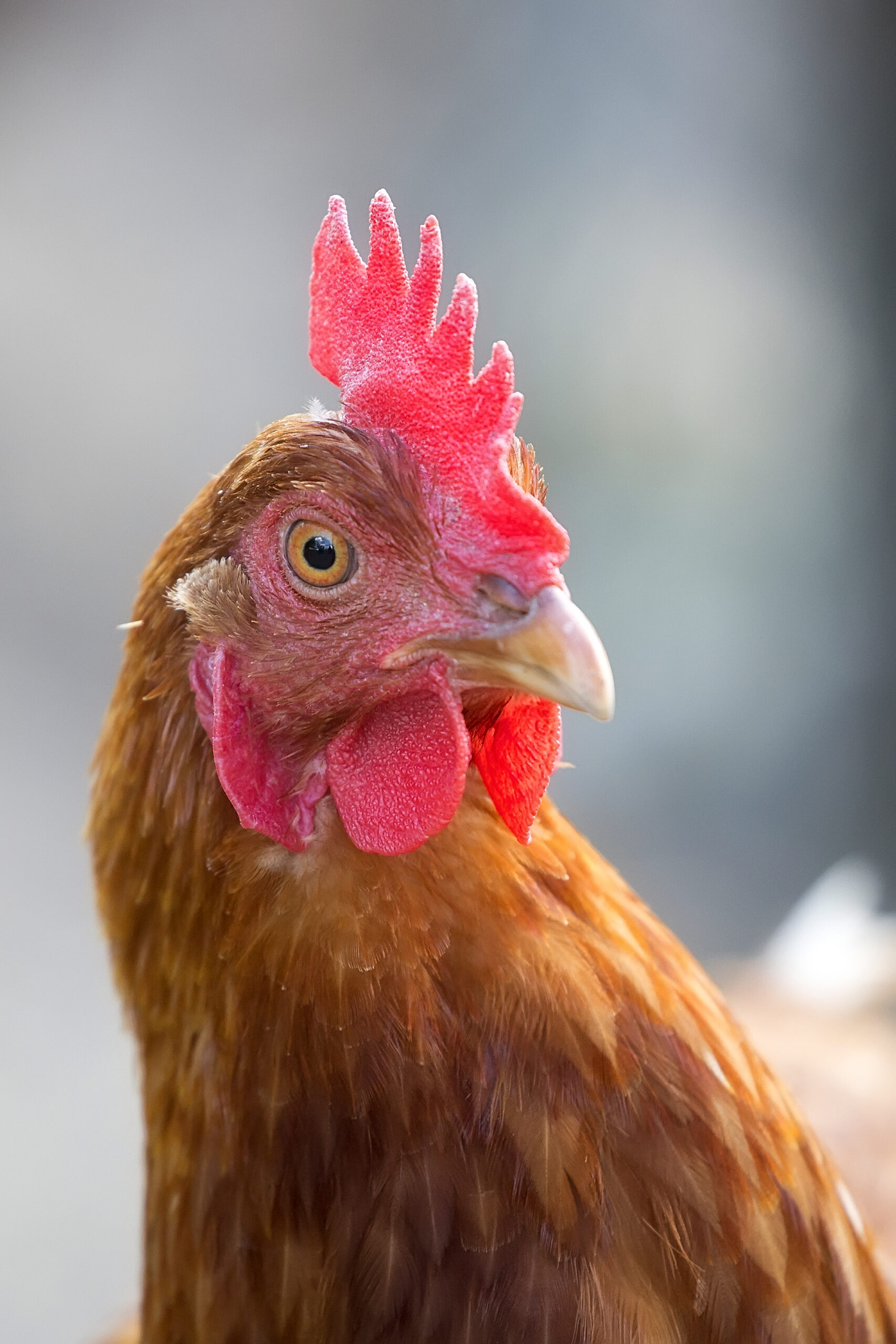 La poule rousse : origines, ponte, caractère et longévité