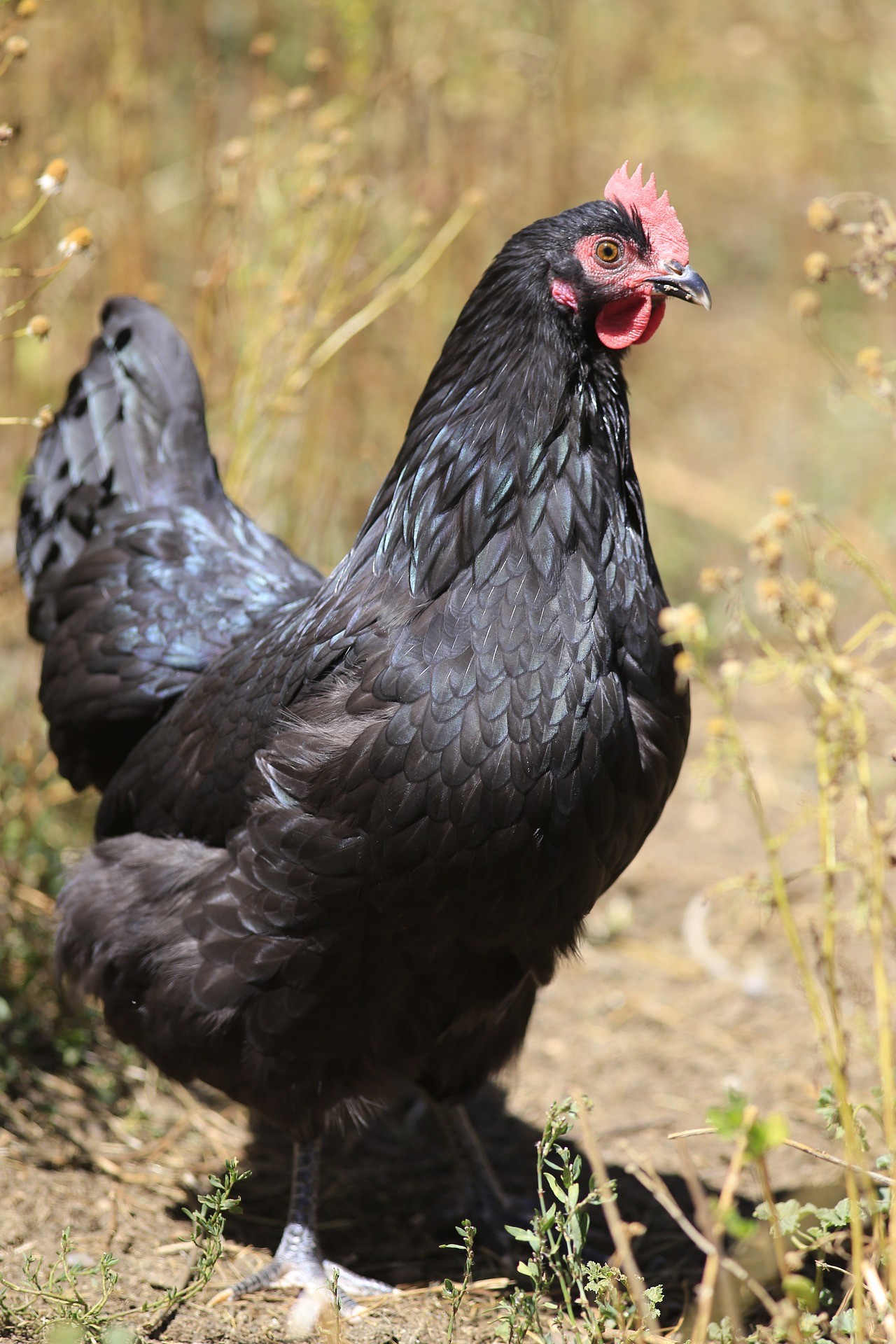 Poule Australorp Noire Les Vergers De La Galine