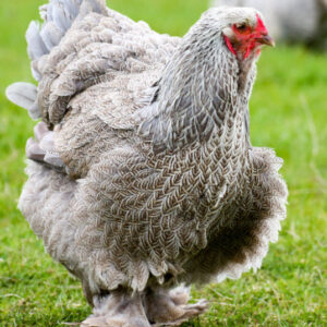 Brahma souche expo lourde