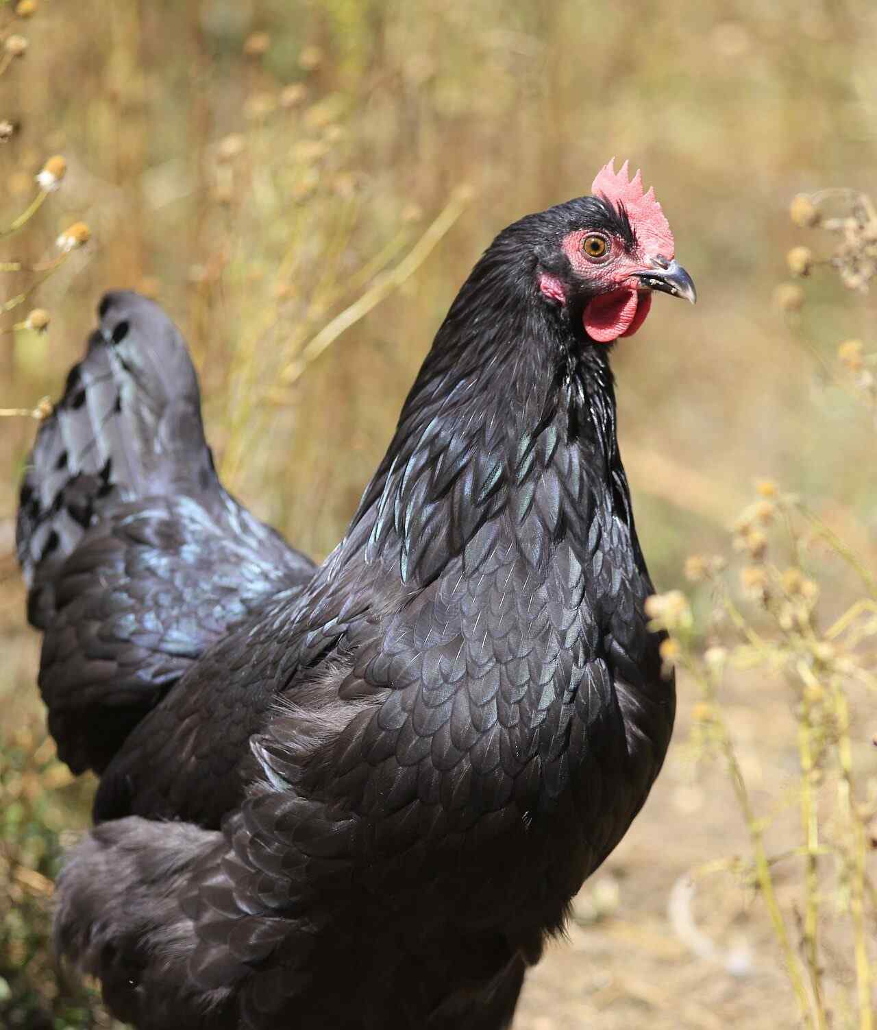 Poule sonore noire - 22 cm