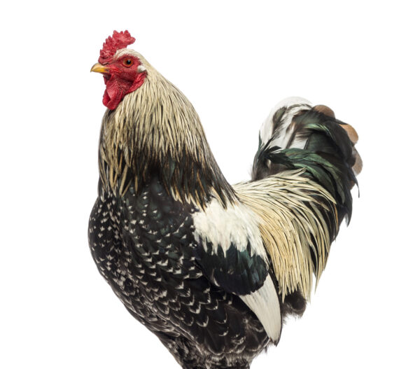 coq brahma