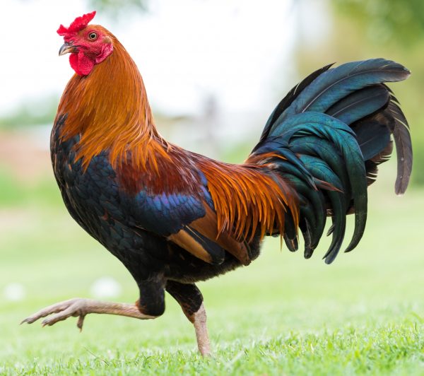 coq nain